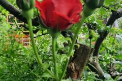 SchoeneGaertenKleinostheim_AndreaSchaefer-6