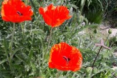 Mohn