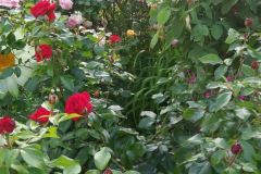 Rosenpracht
