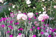 Rosenpracht3