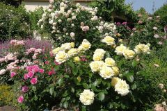 Rosenpracht4