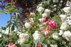 Rosenpracht5