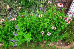 Garten-von-Sabine-Hochrain-2021-11