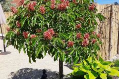 Garten-von-Sabine-Hochrein-2021-6