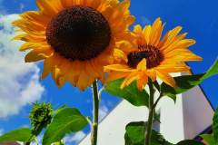 20210820_125921_resized