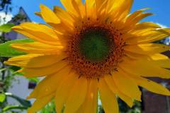 20210820_125952_resized
