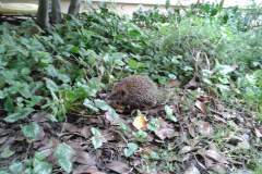 Igel-Schnappschuss-07_2021
