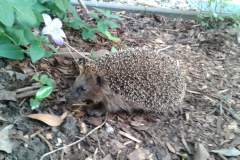 Igel-Schnappschutz-07_2020