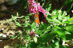 Pfauenauge-am-Schmetterlingsbluetler-09_2021
