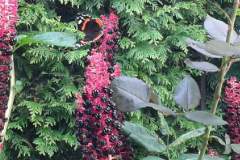 Schnappschuss-Admiral-09-2021