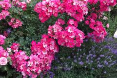 Erlabrunn-2019-28