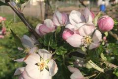 Apfel-Melrose