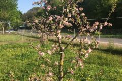 Apfelbaum-Pinova