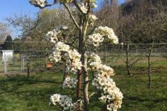 Apfelbaum