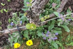 Ringelblume-und-blühender-Borretsch