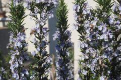 Rosmarin-mit-Bienen