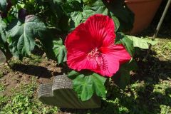 Gartenbilder Familie Beck
