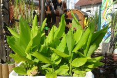 Gartenbilder Familie Beck