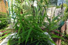 Gartenbilder Familie Beck
