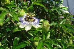 Gartenbilder Familie Beck