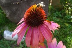 Gartenbilder Familie Beck