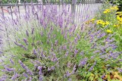 garten-familie-siegert-2
