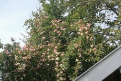 KletterroseinChristiansGarten1