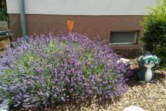 Lavendel-Fam-Wütscher
