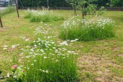 Obstwiese-mit-Blühinseln