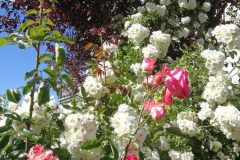 Rampler-Edelrose-Blutpflaume