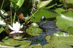 SeeroseundSchildkrC3B6te1