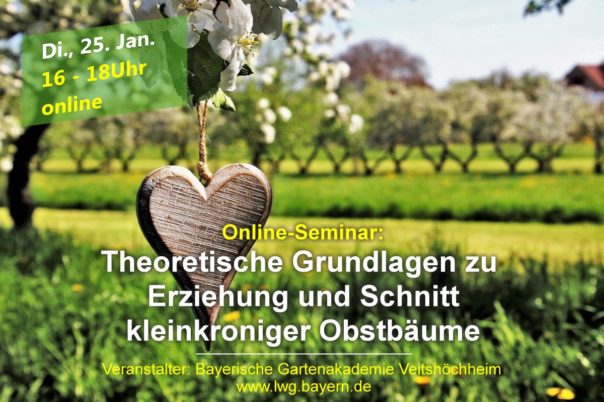Theoretische Grundlagen zu Erziehung und Schnitt kleinkroniger Obstbäume (Online-Seminar) @ Webninar / online