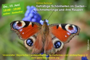 Online-Seminar „Gefräßige Schönheiten im Garten – Schmetterlinge und ihre Raupen“ @ Online per GoToWebinar